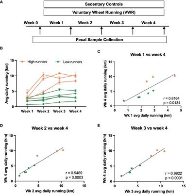 Influences of Ruminococcus bromii and Peptostreptococcaceae on voluntary exercise behavior in a rodent model